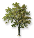 Logo-strom